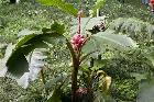 Pink trpebann (Musa velutina)